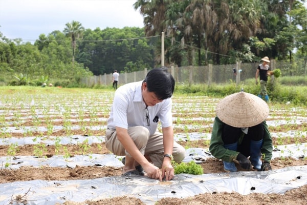  PGS.TS Trần Văn Ơn hướng dẫn nông dân trồng dược liệu tại vườn ươm